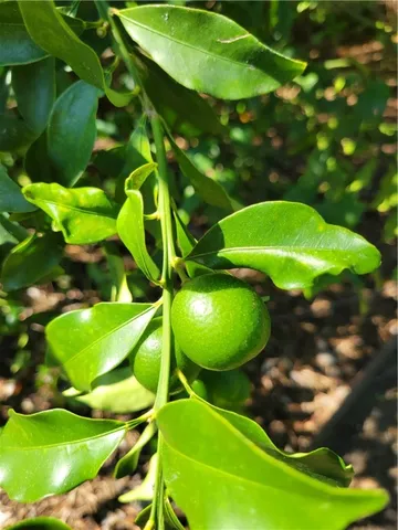 $339,000 | 515 Grady Street, Blackshear, GA 31516