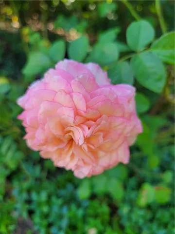 $339,000 | 515 Grady Street, Blackshear, GA 31516