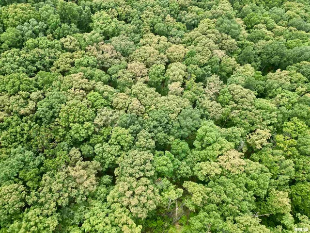 $205,000 | 0 Stoneface Road, Herod, IL 62947