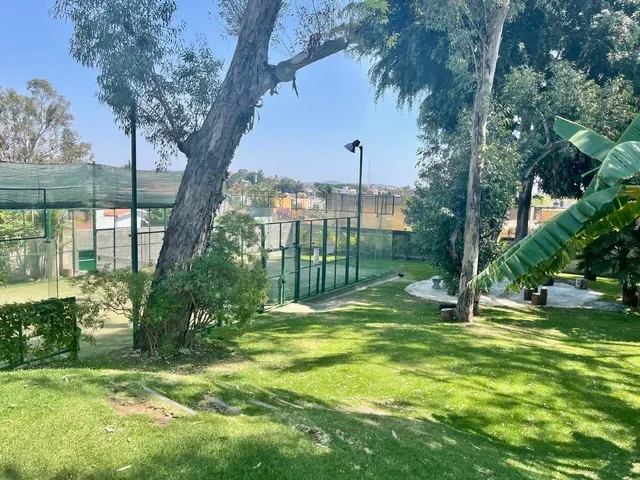 a view of a yard with plants and large trees