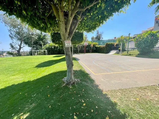 a view of a yard with a tree