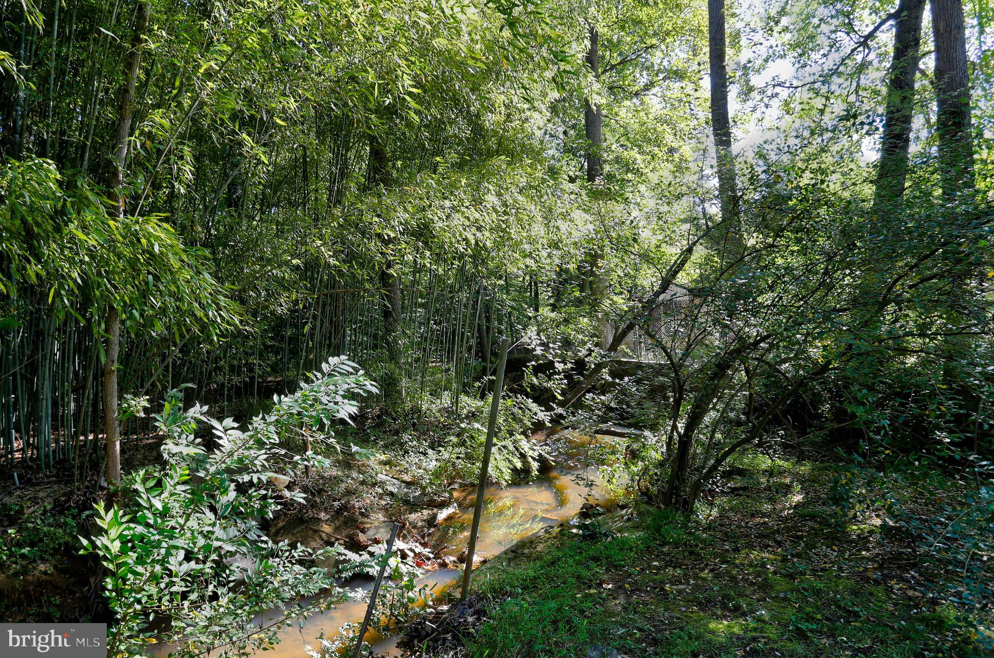 9110 Montpelier Drive Laurel, MD 20708 - Photo 22 of 30 a view of a forest with plants and trees