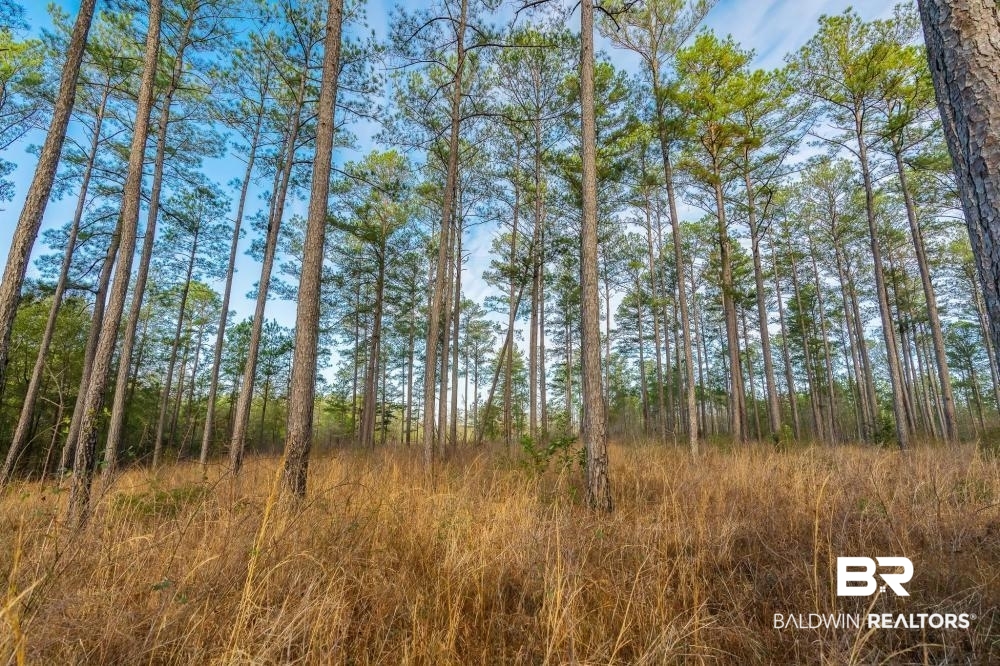 0 Private Road Millry, AL 36558 - Photo 22 of 50
