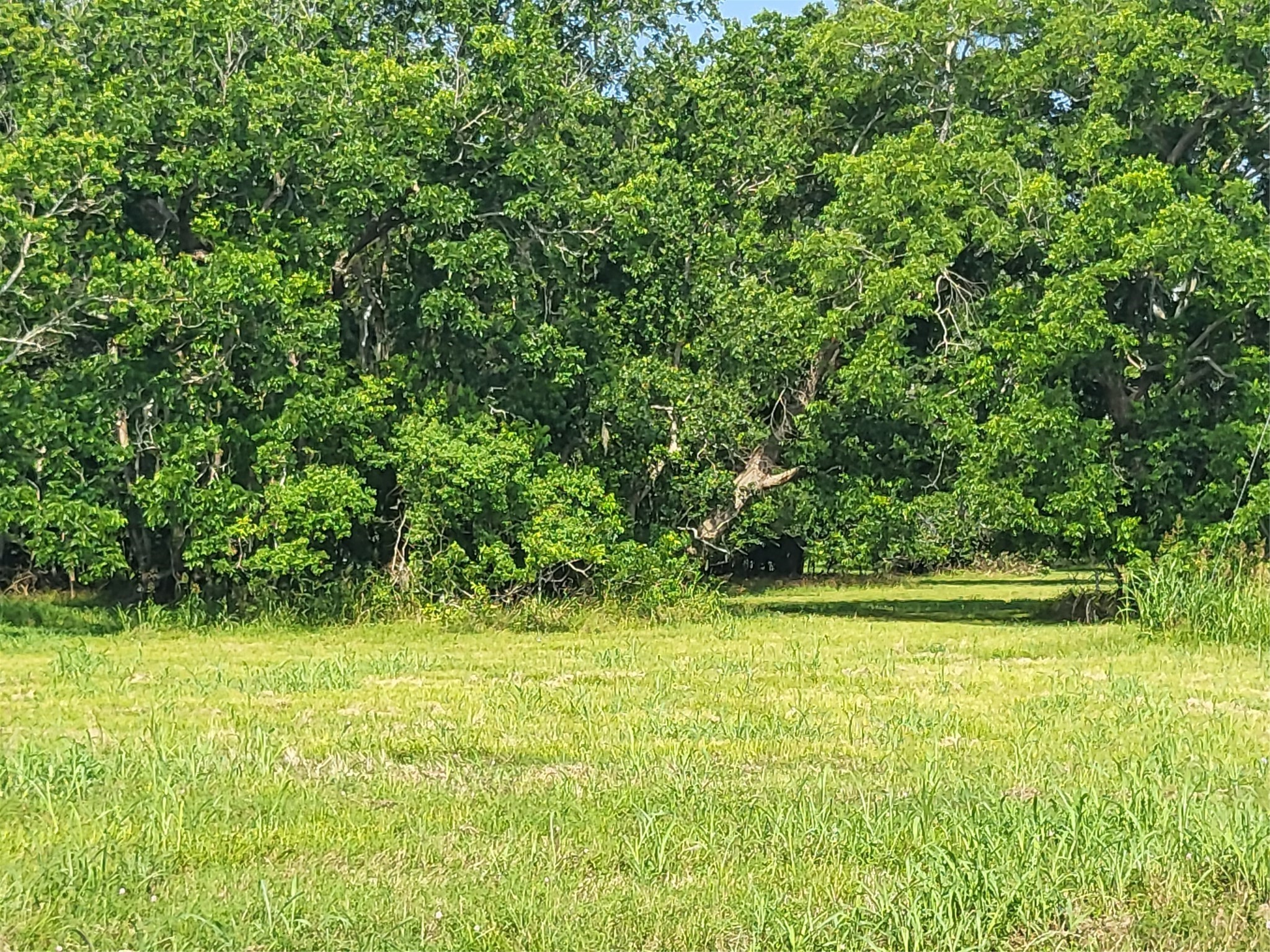 Lot 75 Conestoga Trail Angleton, TX 77515 - Photo 5 of 8 a view of a field with a trees in the background