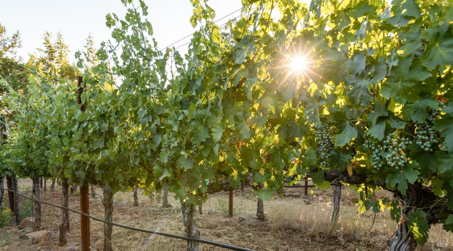 710 Anderson Lane Angwin, CA 94508 - Photo 6 of 9 a backyard of a house with lots of green space