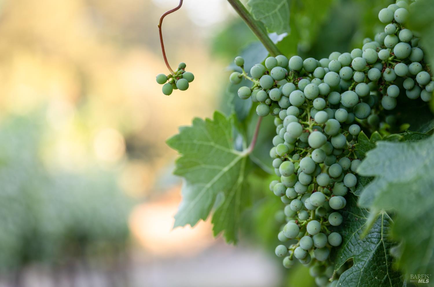 710 Anderson Lane Angwin, CA 94508 - Photo 7 of 9