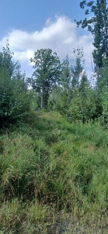 10-ac River Road Boyd, WI 54726 - Photo 6 of 13