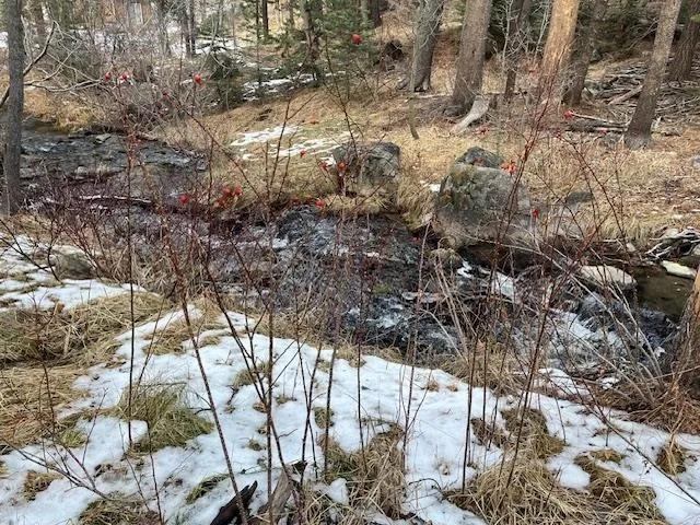 a view of a forest with a tree