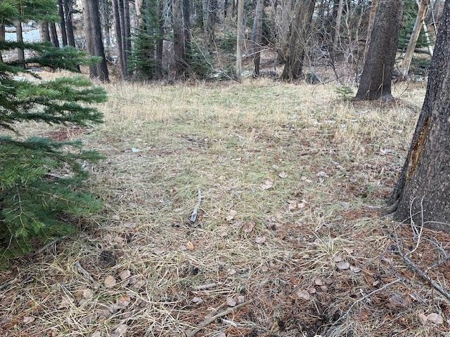 799 Minaret Road June Lake, CA 93529 - Photo 8 of 12 View of wooded area