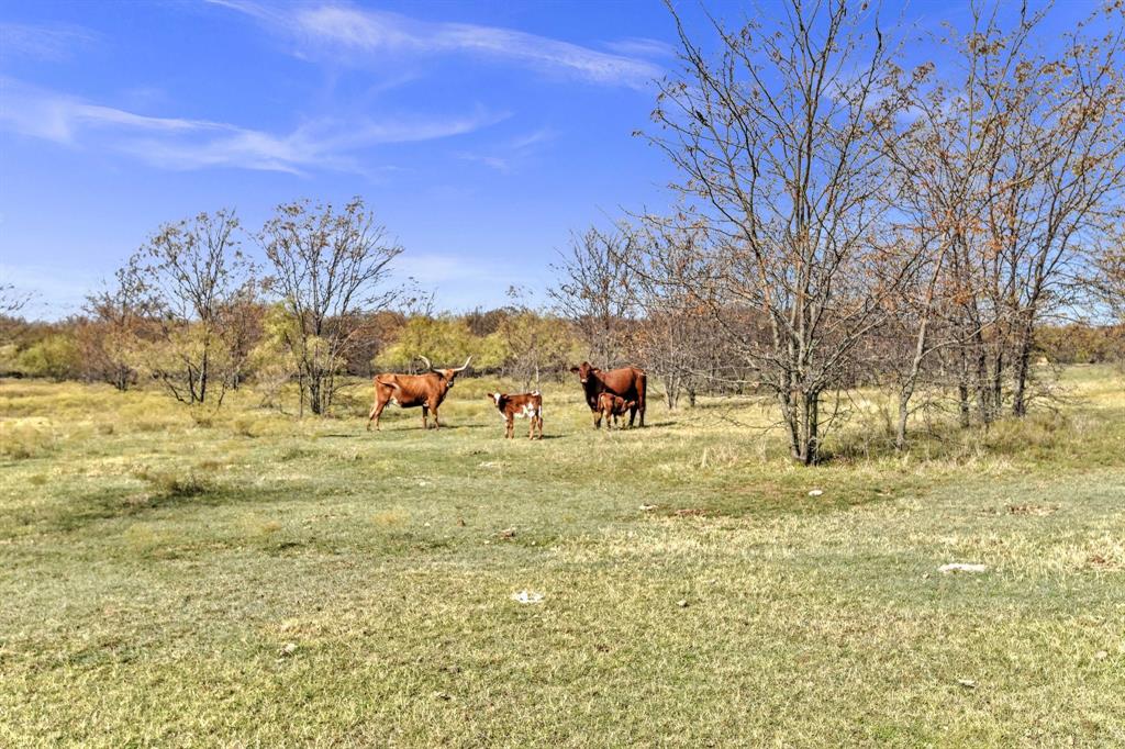 14771 Shearer Road Pilot Point, TX 76258 - Photo 34 of 36 a view of yard with trees