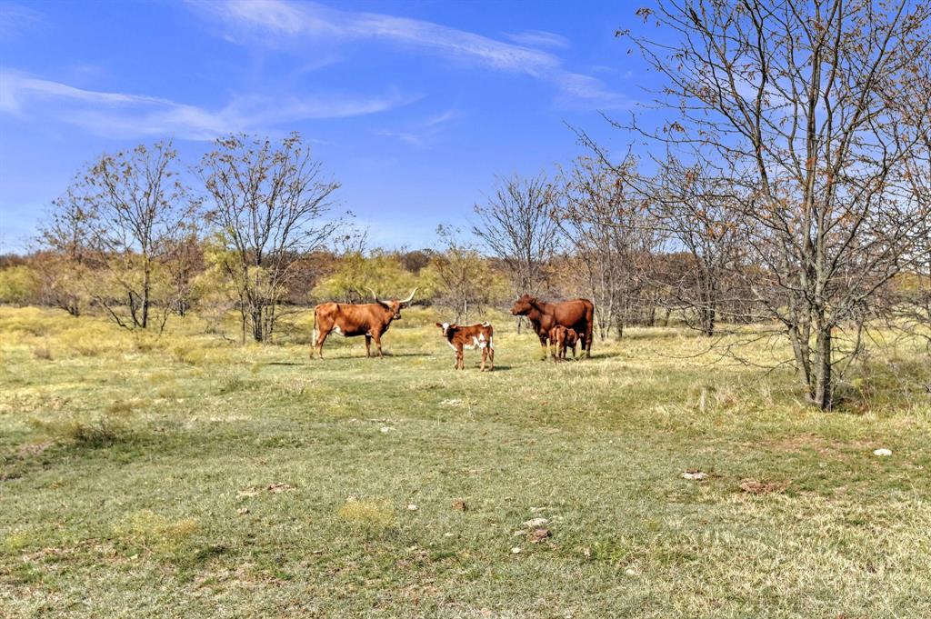 14771 Shearer Road Pilot Point, TX 76258 - Photo 35 of 36 a view of yard with trees