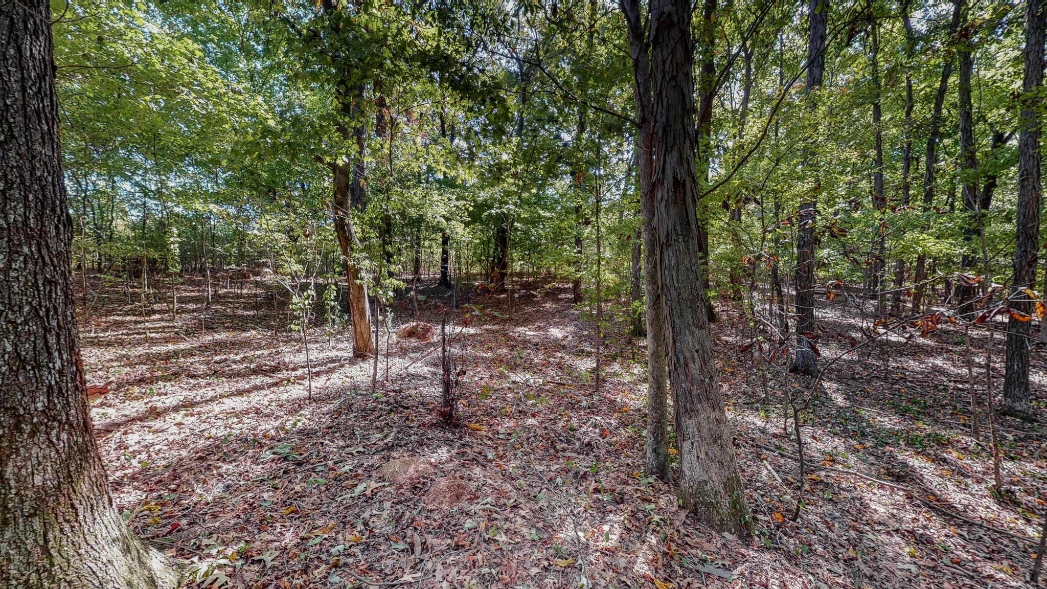 0 Pump Station Road New Johnsonville, TN 37134 - Photo 18 of 34 a view of a forest with trees