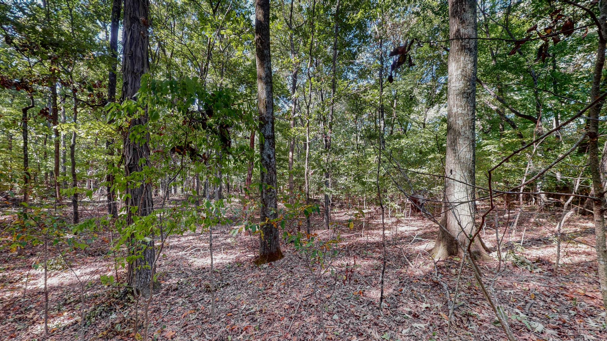 0 Pump Station Road New Johnsonville, TN 37134 - Photo 19 of 34 a view of a forest with trees