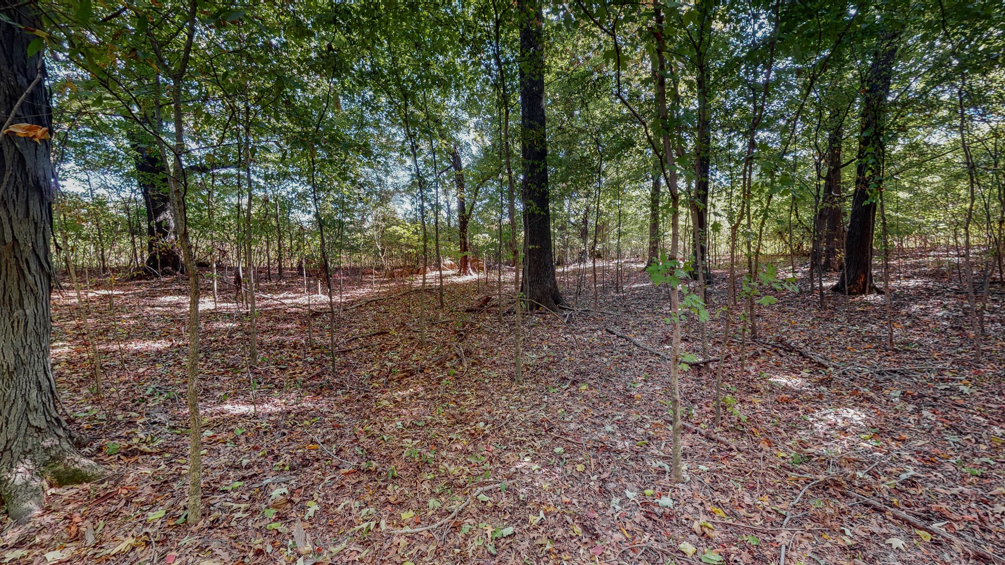 0 Pump Station Road New Johnsonville, TN 37134 - Photo 20 of 34 a view of a forest with trees in the background