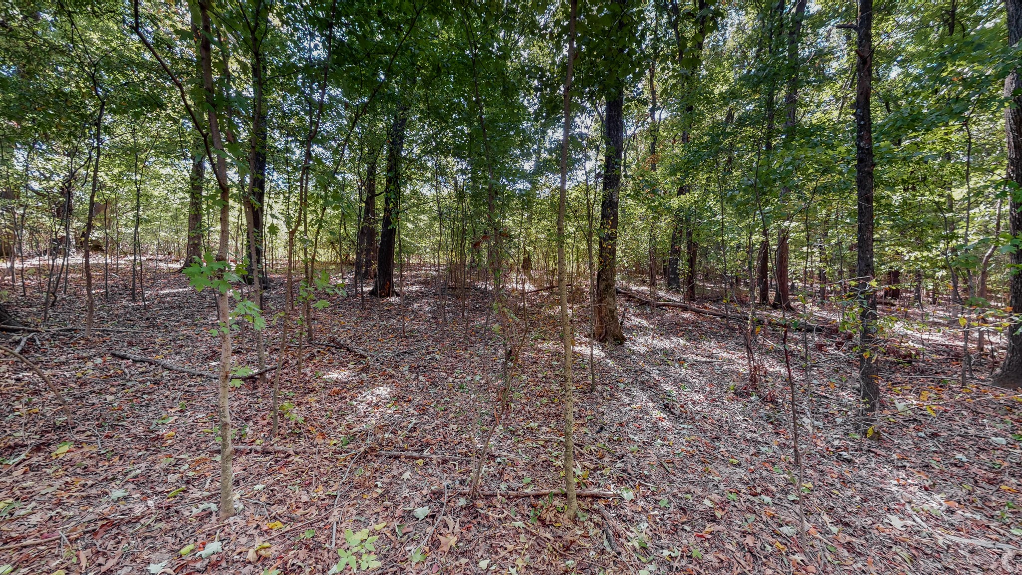 0 Pump Station Road New Johnsonville, TN 37134 - Photo 21 of 34 a view of a forest with trees in the background