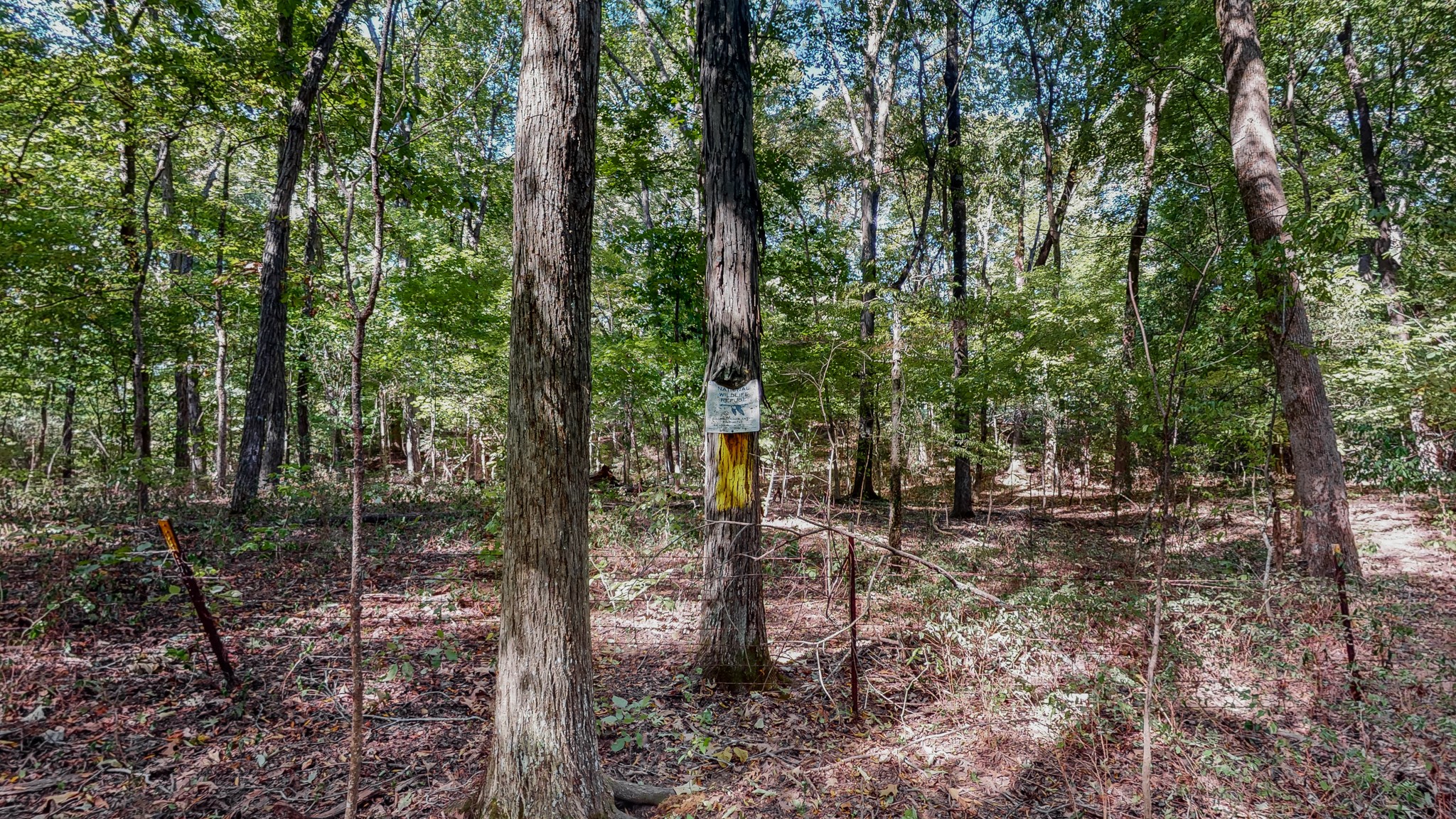 0 Pump Station Road New Johnsonville, TN 37134 - Photo 22 of 34 a view of a forest with trees in the background