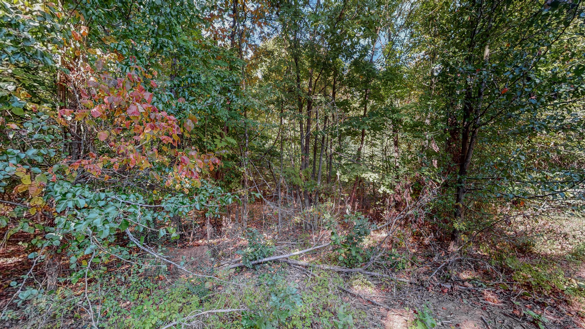 0 Pump Station Road New Johnsonville, TN 37134 - Photo 23 of 34 a view of a forest with lots of trees