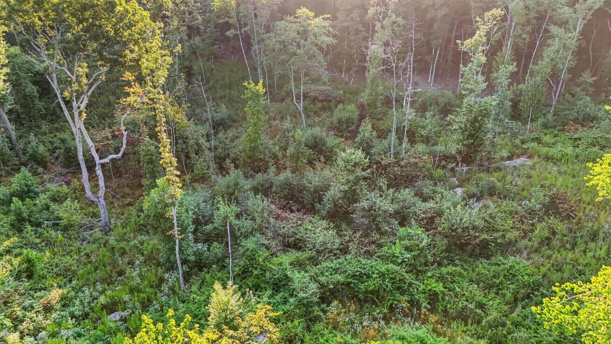 0 Jackson Point Road Sewanee, TN 37375 - Photo 21 of 21 Gallery Image 21