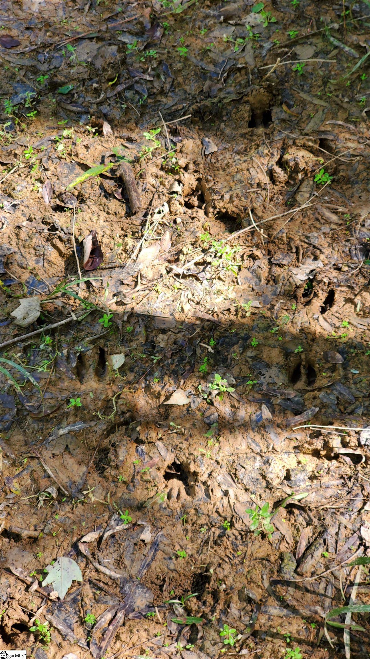 Mt Willing Road Saluda, SC 29138 - Photo 10 of 15