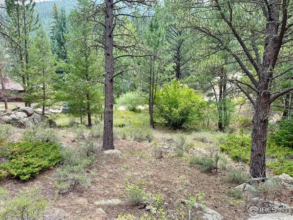 a view of a forest with trees
