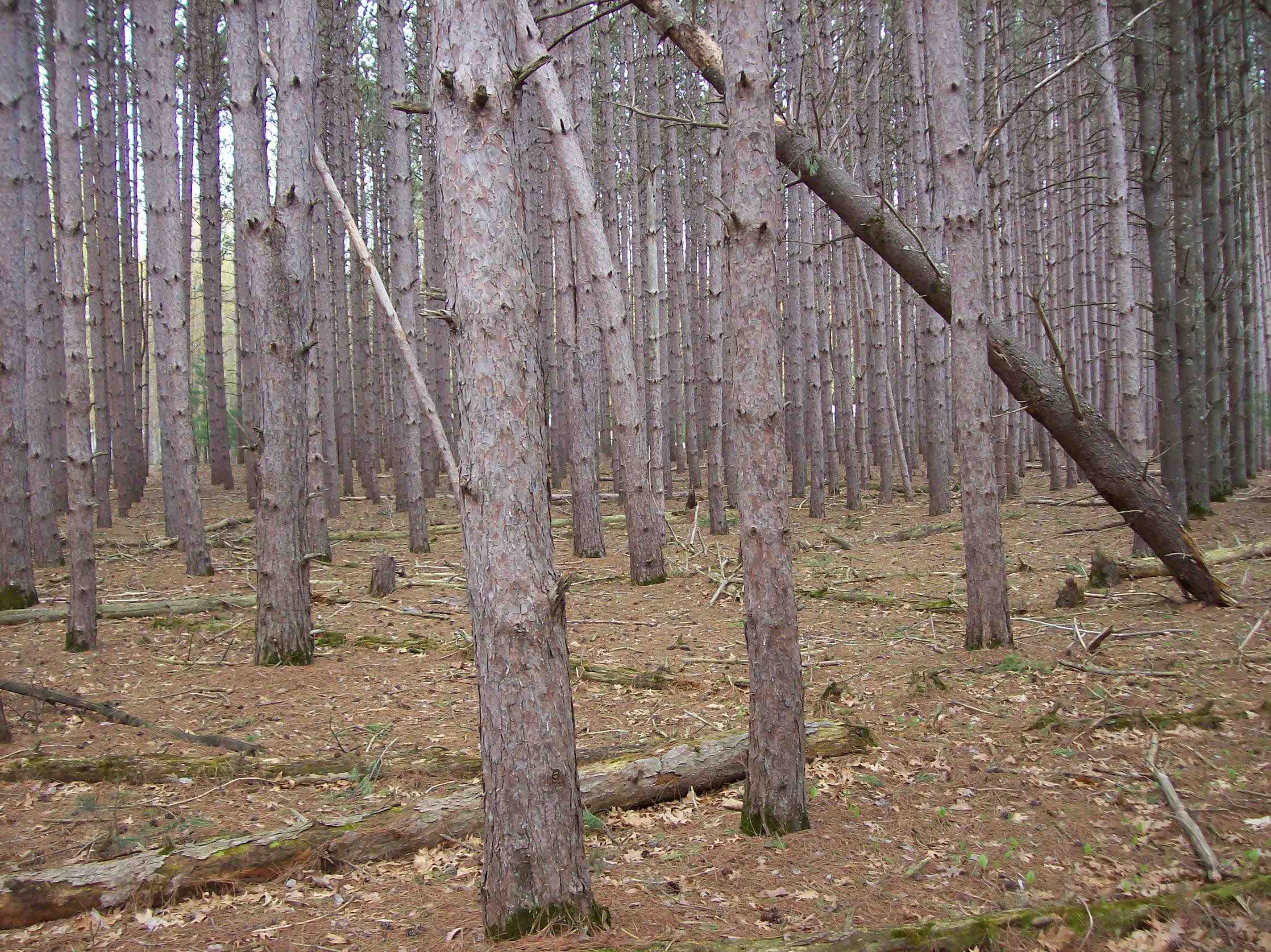 Lot 2 Meiller Montello, WI 53949 - Photo 3 of 10