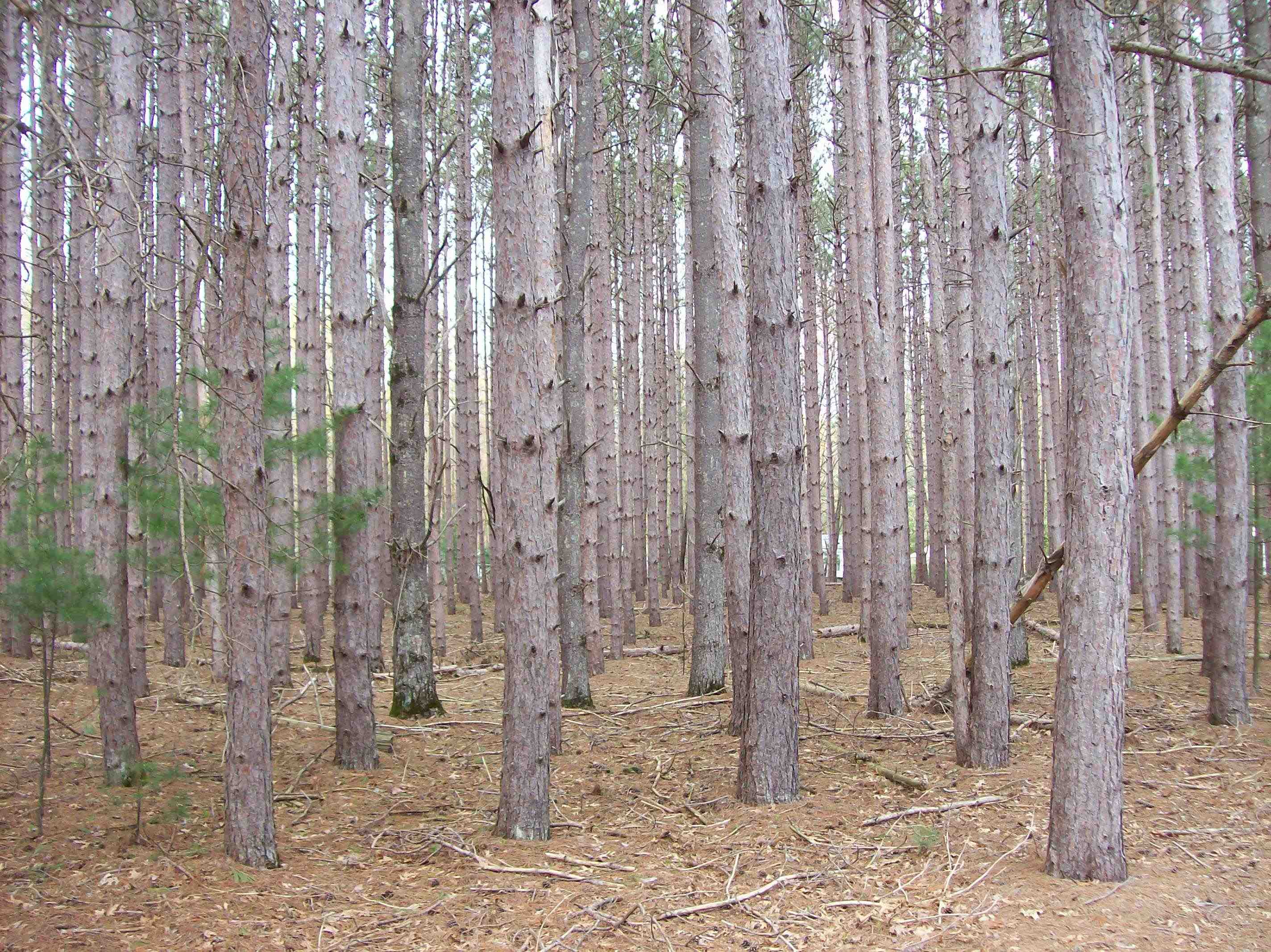 Lot 2 Meiller Montello, WI 53949 - Photo 6 of 10