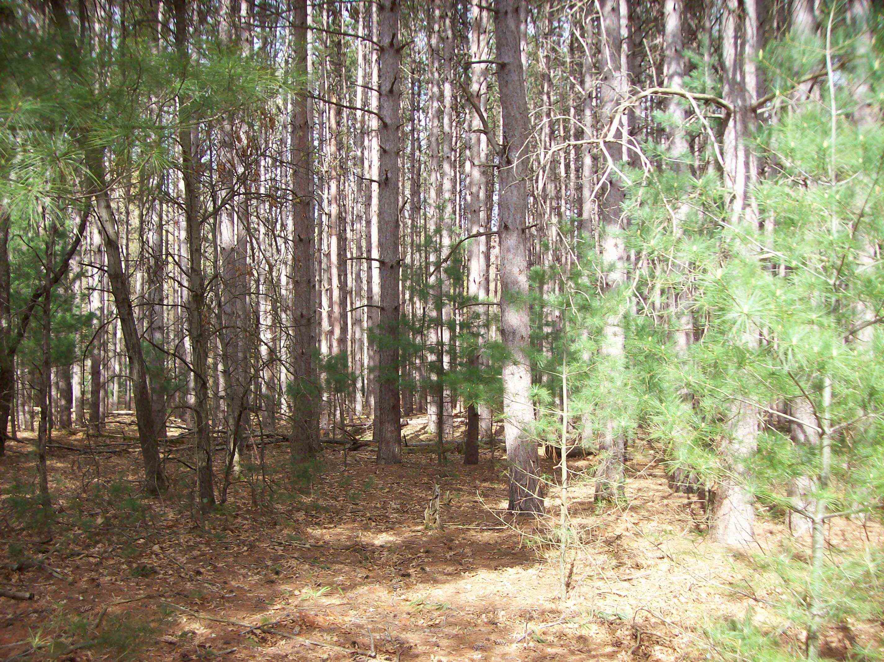 Lot 2 Meiller Montello, WI 53949 - Photo 7 of 10