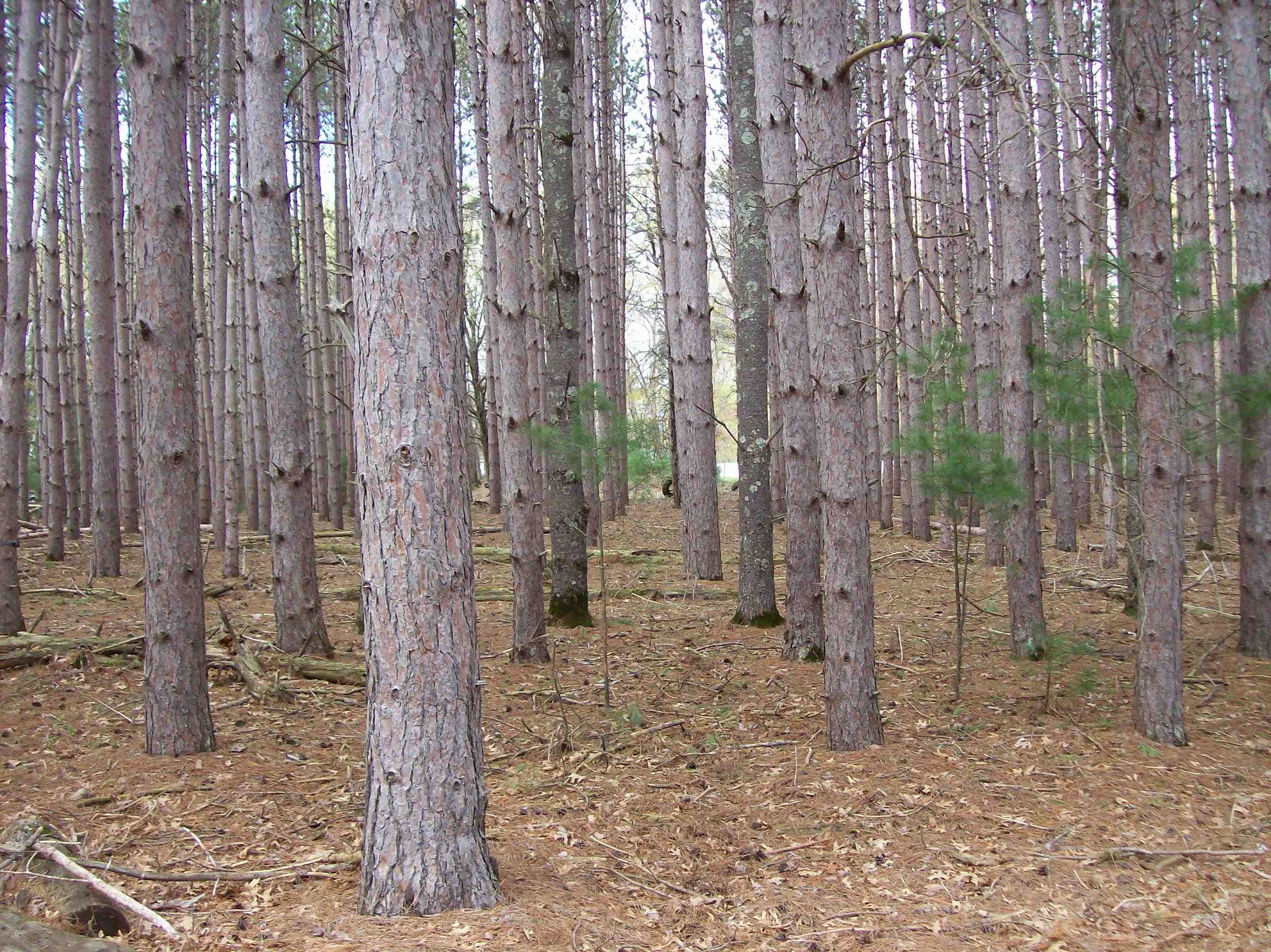 Lot 2 Meiller Montello, WI 53949 - Photo 8 of 10