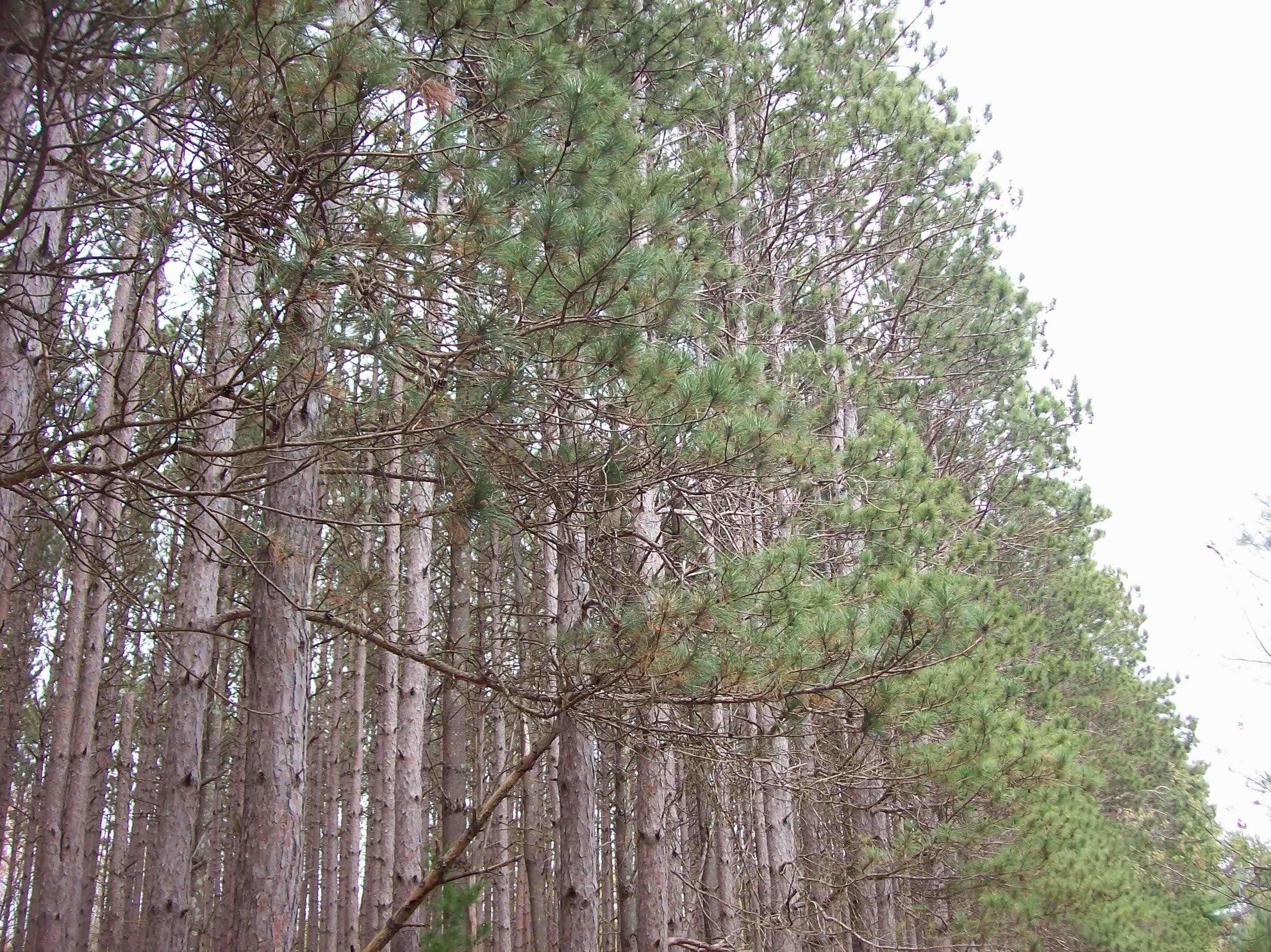 Lot 2 Meiller Montello, WI 53949 - Photo 9 of 10