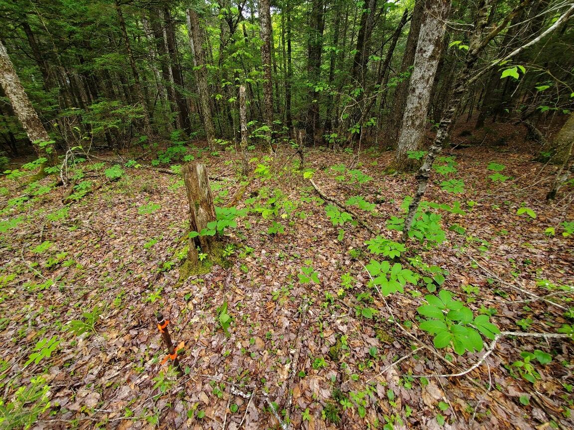 Lot 7 Heath Road Ellsworth, ME 04605 - Photo 24 of 37 rerod NW corner 5' from road