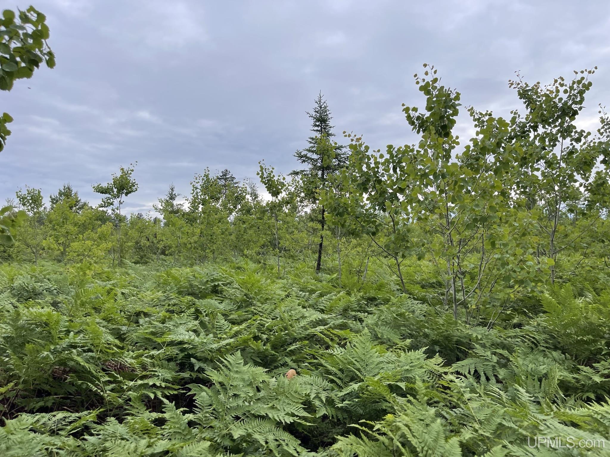 Tbd Tbd Hay Meadow Road Manistique, MI 49854 - Photo 45 of 51