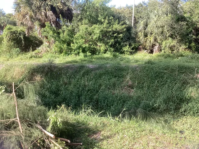 a view of a lush green forest