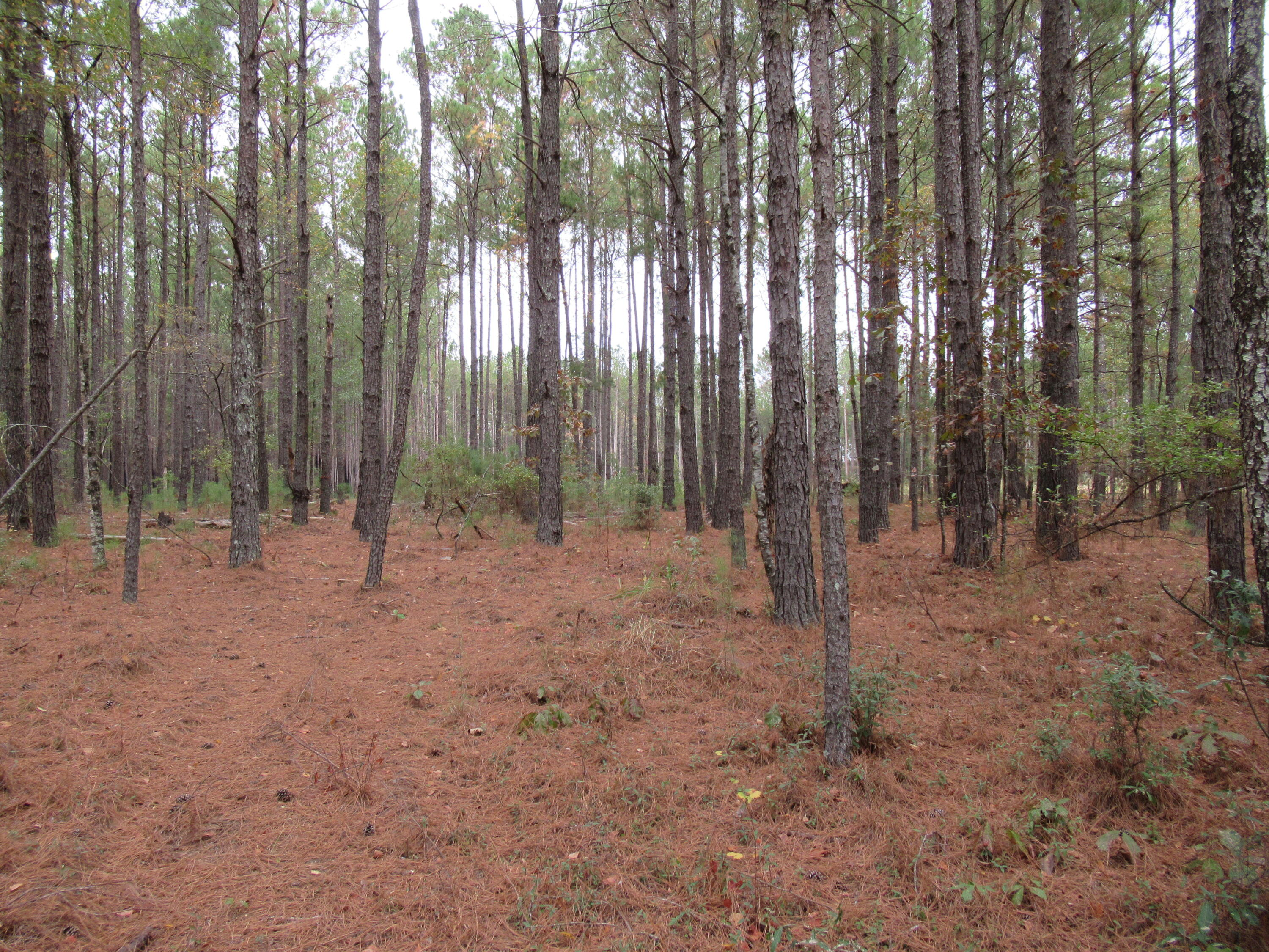 0 Twin Pines Road Keysville, GA 30816 - Photo 11 of 25 IMG_0639