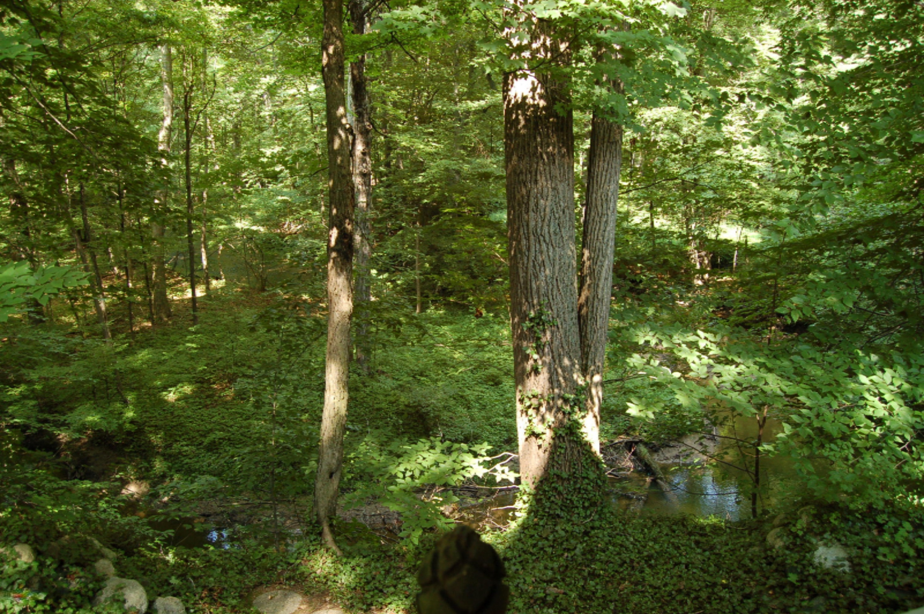 10561 West Garbow Road Middleville, MI 49333 - Photo 30 of 48 DSC_0606