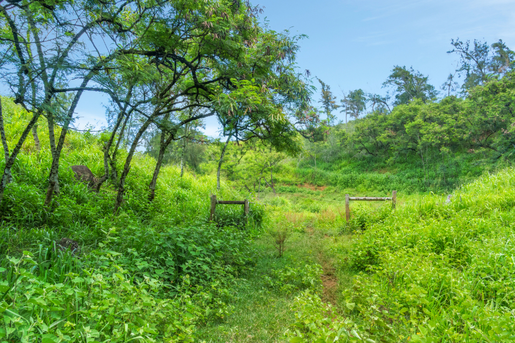 55-199 Hoea Road Hawi, HI 96719 - Photo 15 of 19