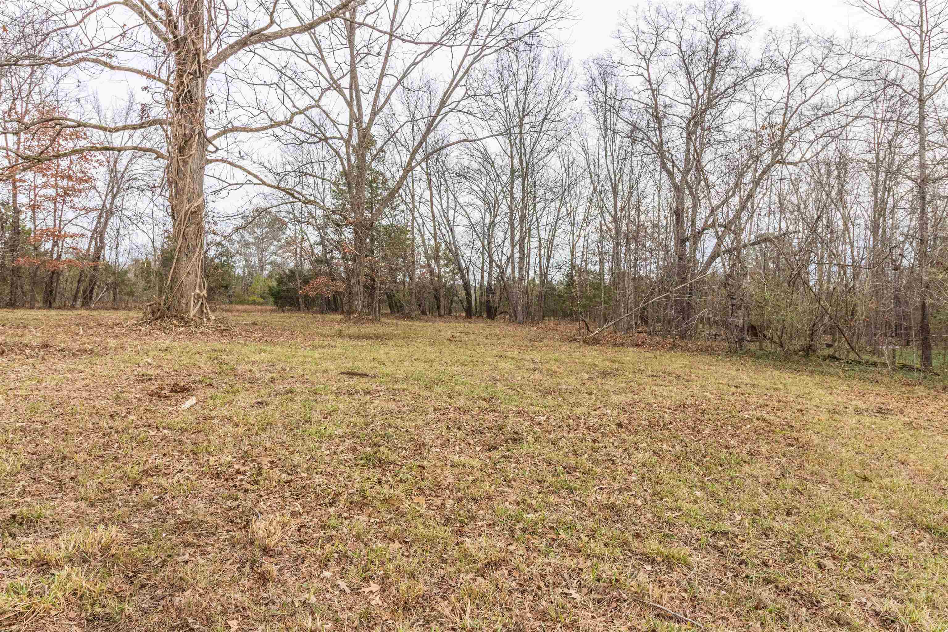 4850 Pleasant Site Road Selmer, TN 38375 - Photo 16 of 18 a view of a yard with trees