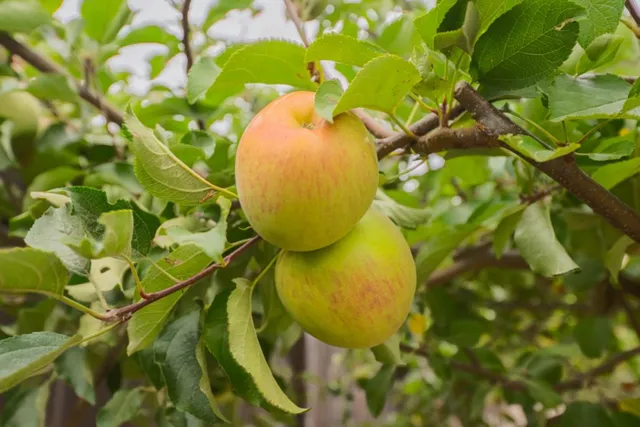 $1,099,950 | 1121 Trailside Drive, San Juan Bautista, CA 95045