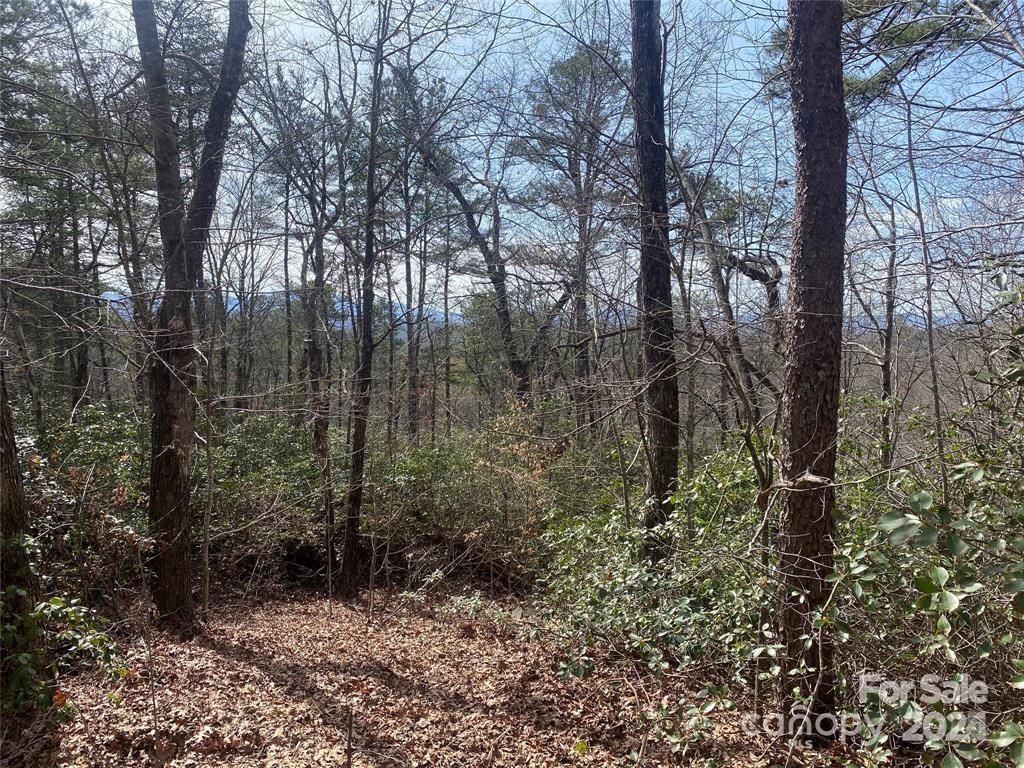 V/l V/l Marterdan Ridge Marion, NC 28752 - Photo 3 of 12 a view of a forest with trees