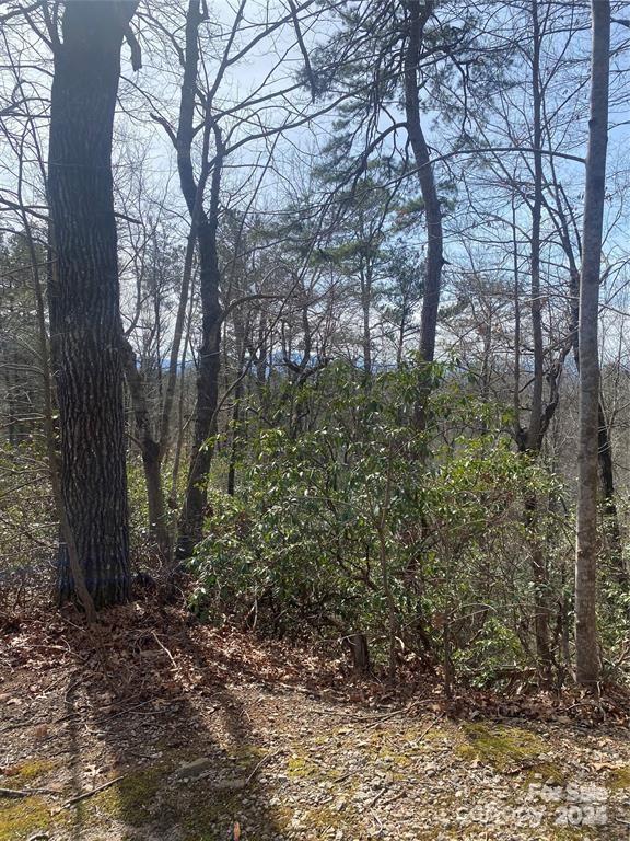 V/l V/l Marterdan Ridge Marion, NC 28752 - Photo 5 of 12 a view of a forest filled with trees