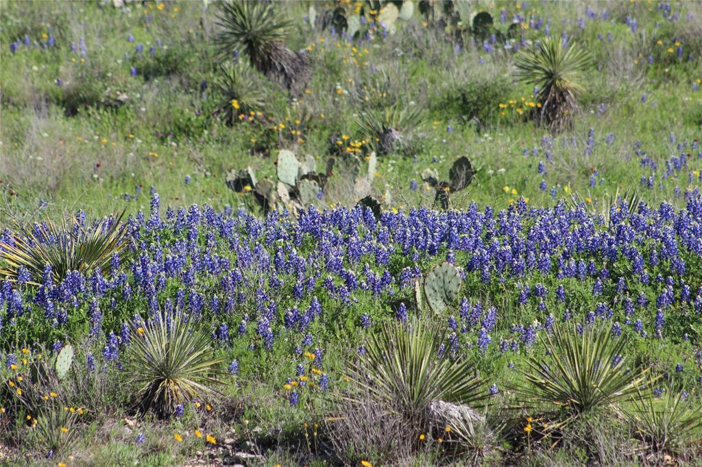 2240 Buck Ridge Road Melvin, TX 76858 - Photo 24 of 28 Wildlife Exemption