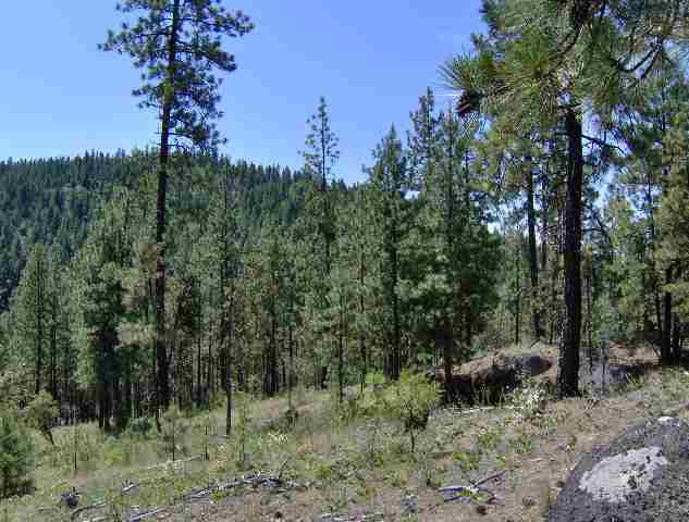 4959 Rail Canyon Road Springdale, WA 99173 - Photo 1 of 1