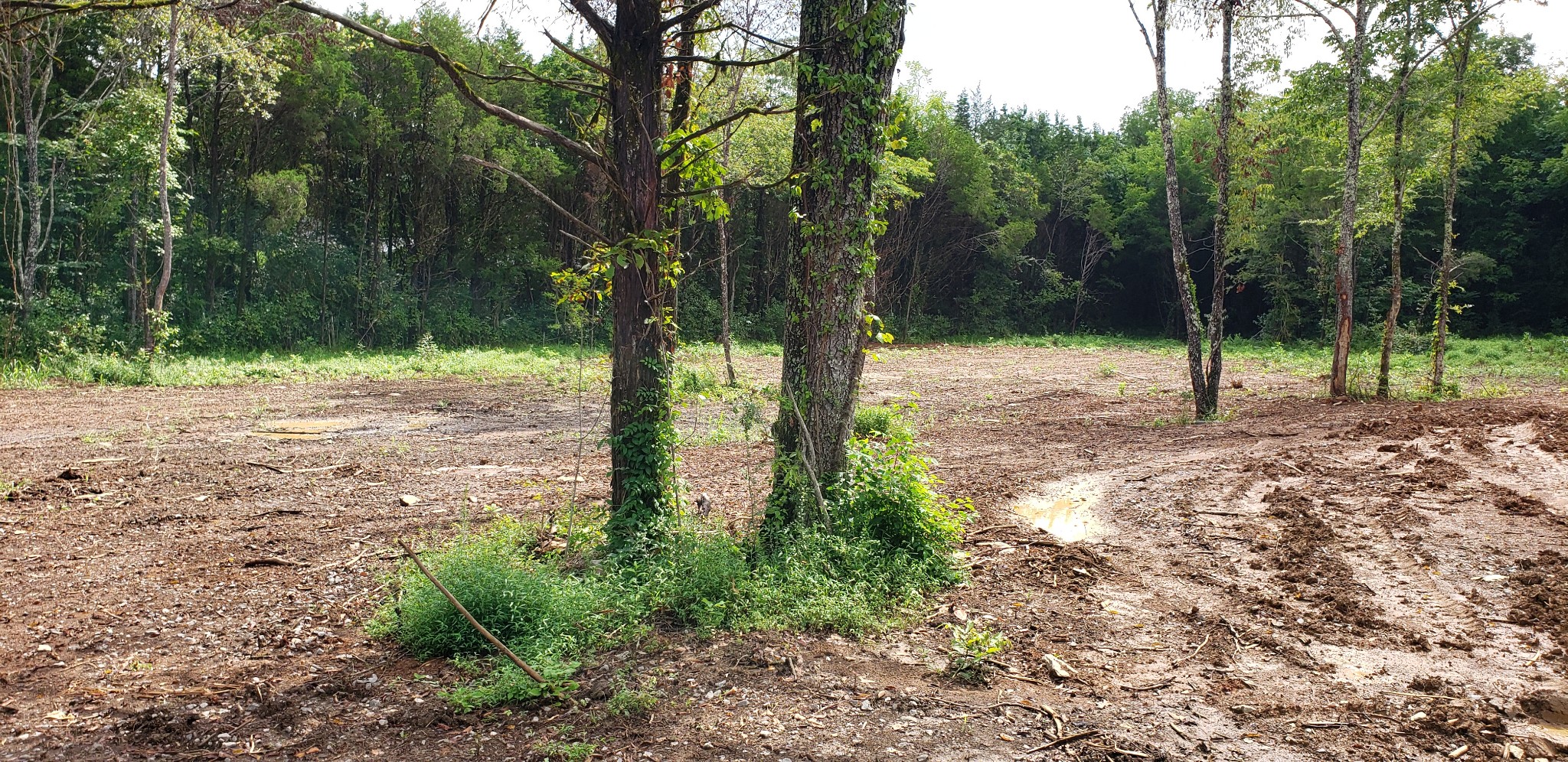 1140 Commerce Church Road Watertown, TN 37184 - Photo 4 of 21 a view of a forest with trees