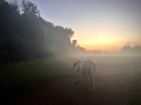 $525,000 | 19250 Homer Road, Marshall, MI 49068