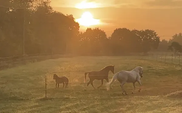 $525,000 | 19250 Homer Road, Marshall, MI 49068