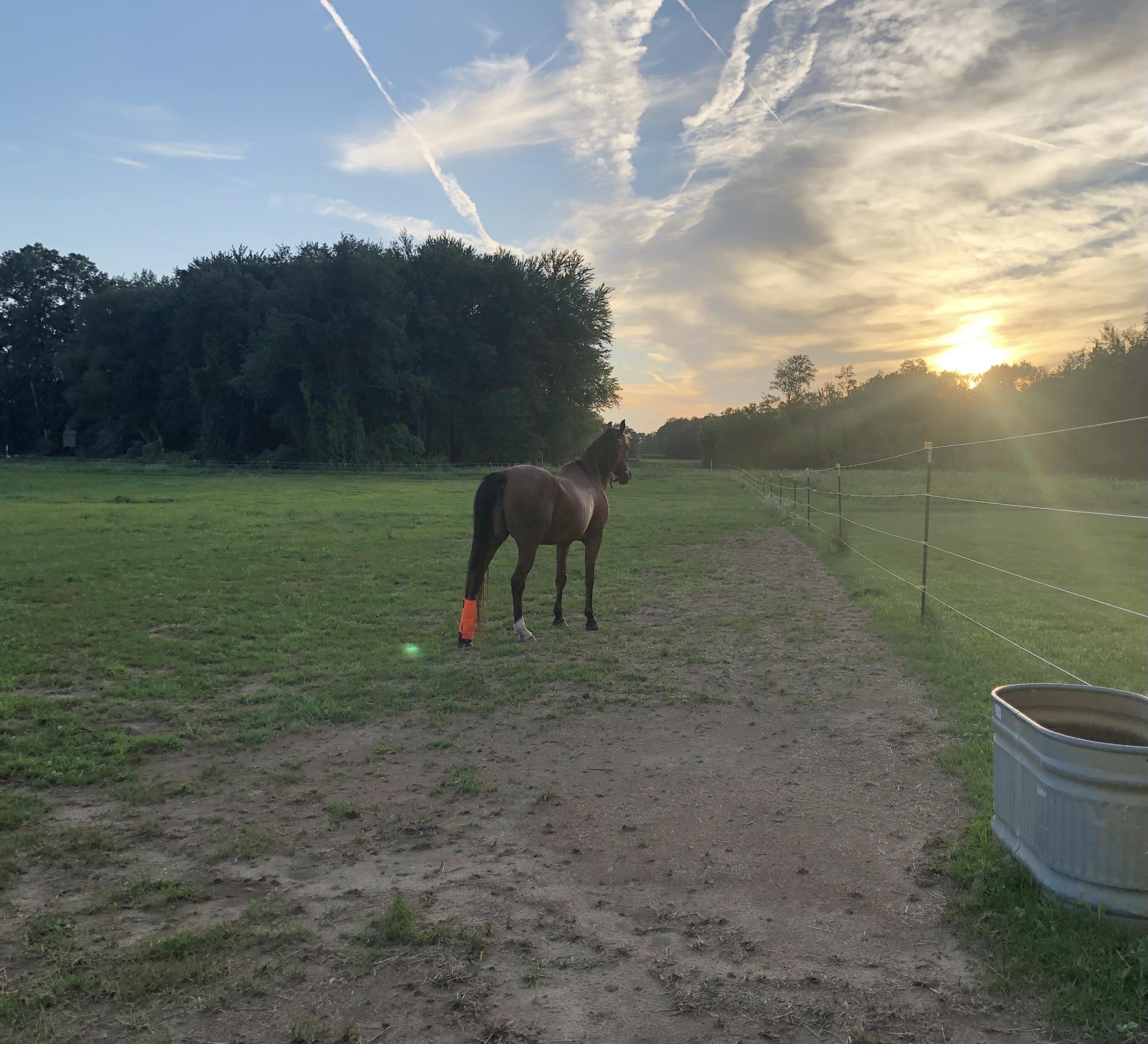 19250 Homer Road Marshall, MI 49068 - Photo 59 of 94 IMG_5262