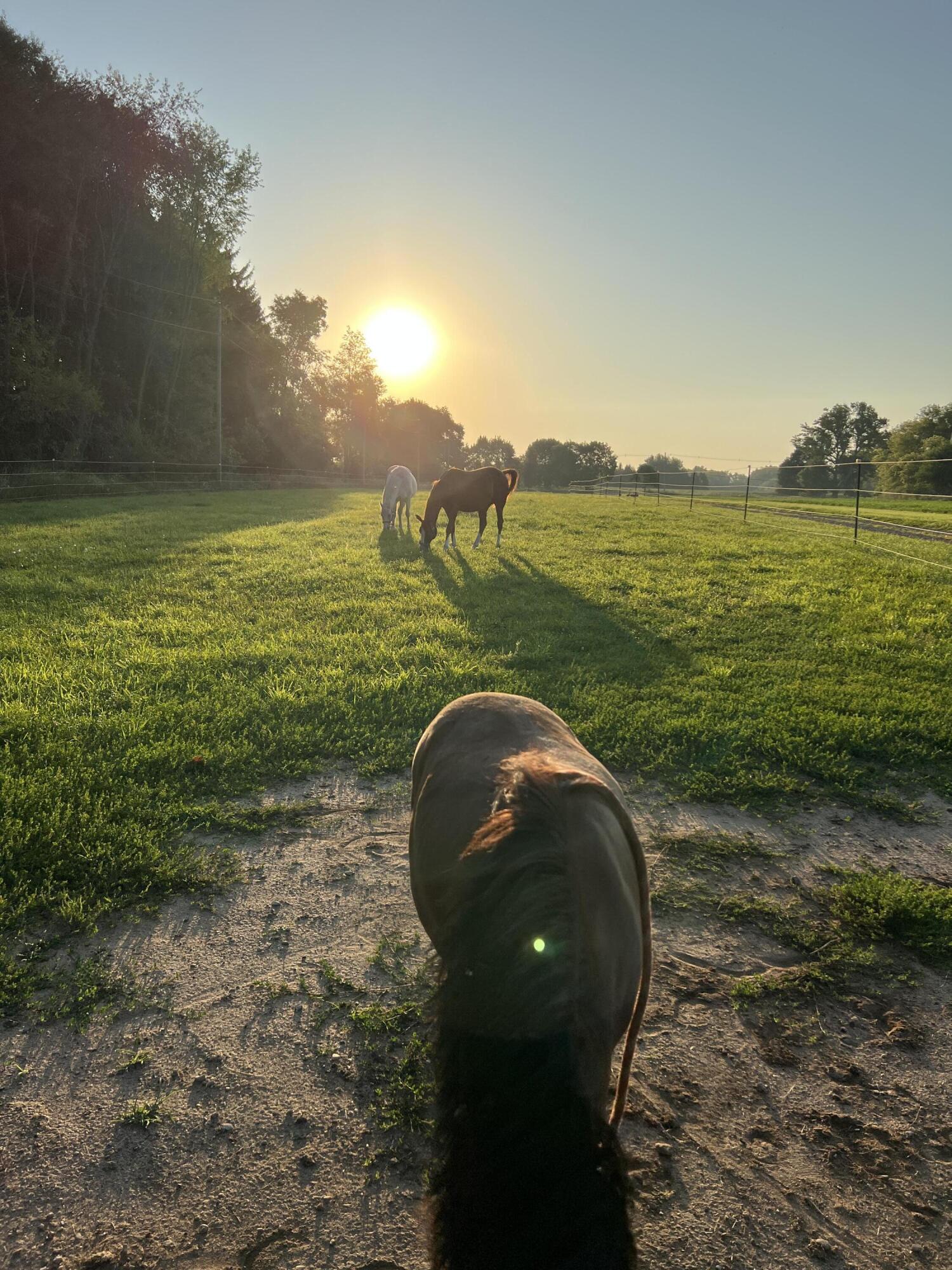 19250 Homer Road Marshall, MI 49068 - Photo 60 of 94 IMG_5263