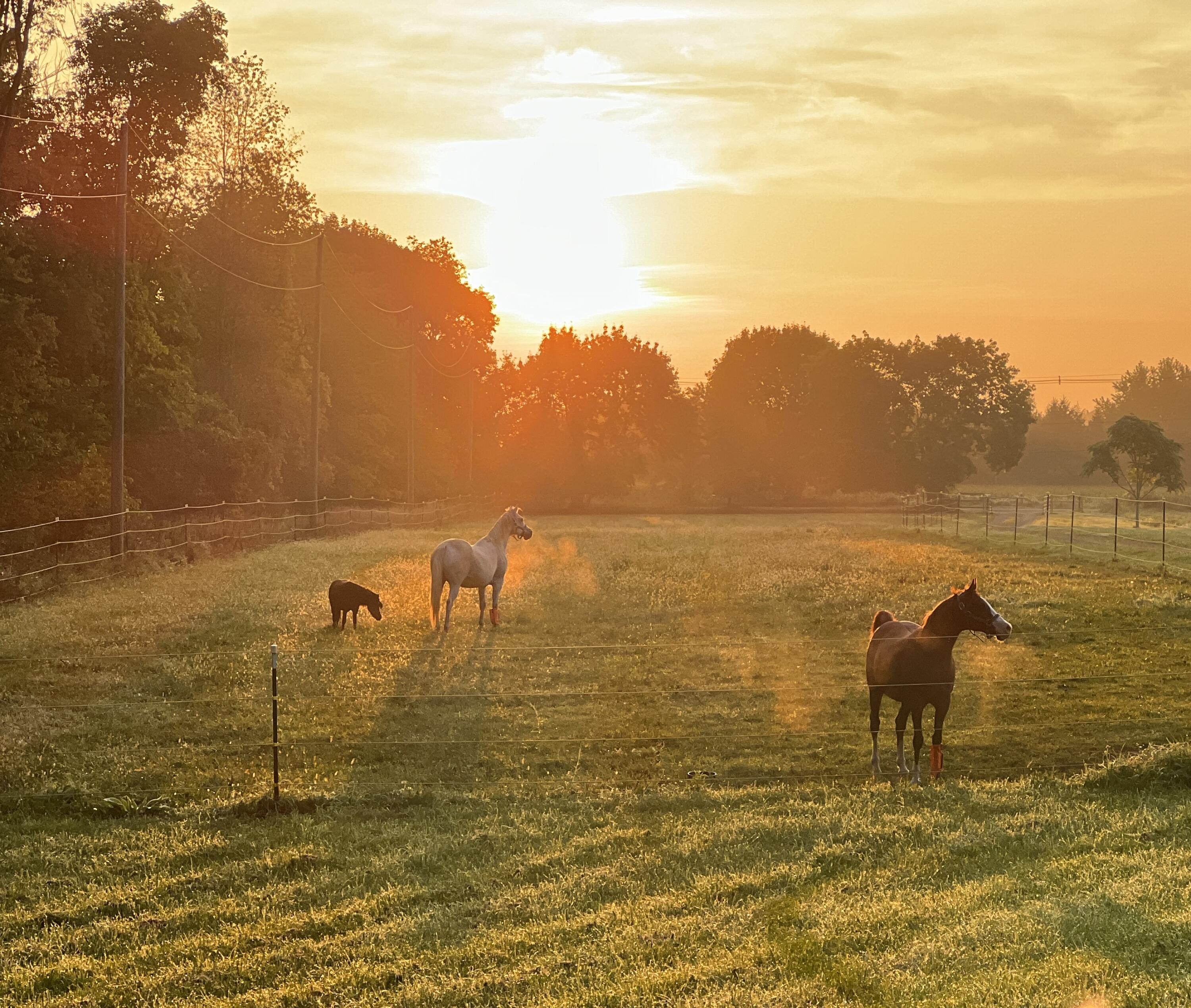19250 Homer Road Marshall, MI 49068 - Photo 62 of 94 IMG_5261