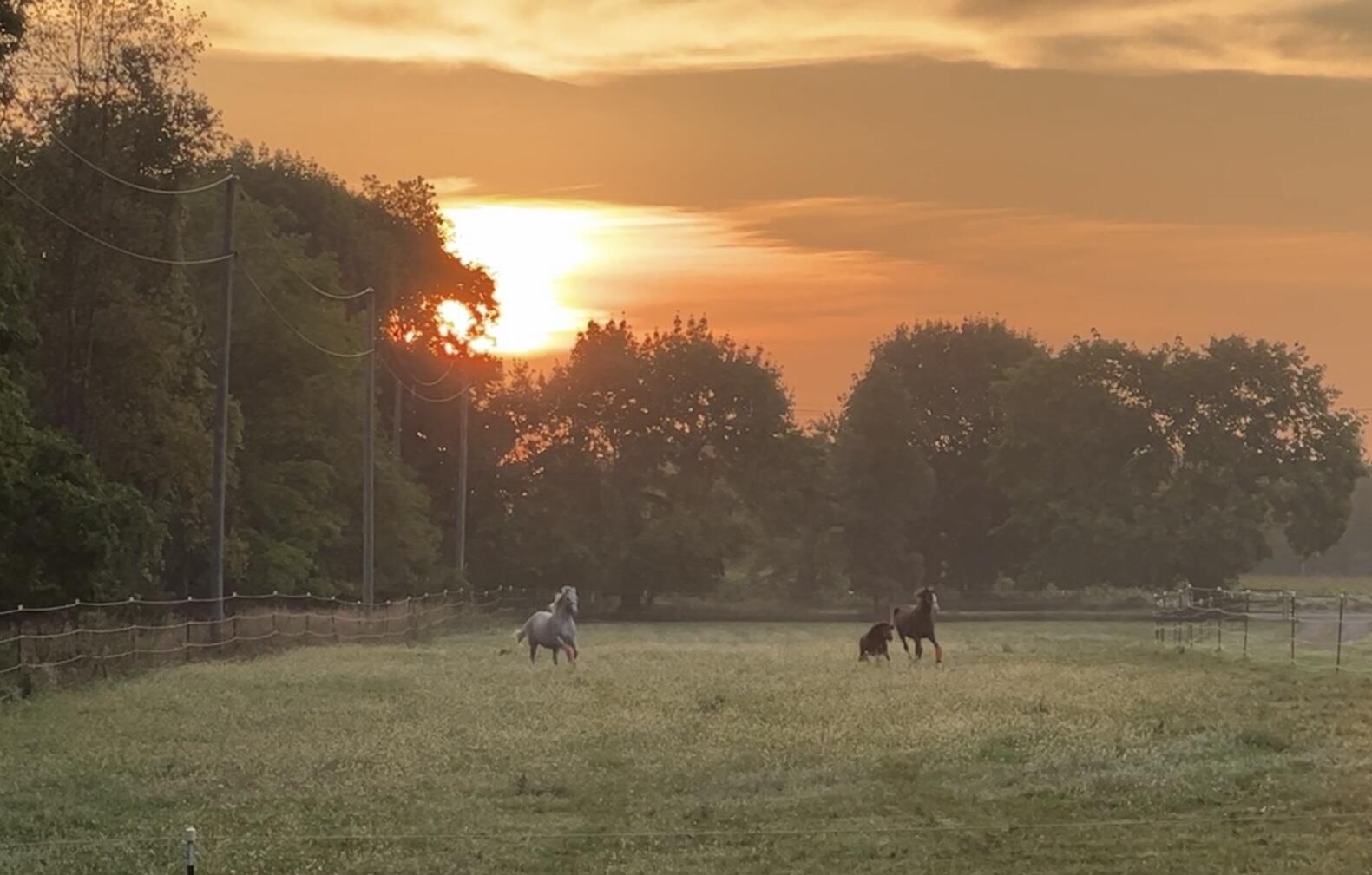 19250 Homer Road Marshall, MI 49068 - Photo 65 of 94 IMG_5252