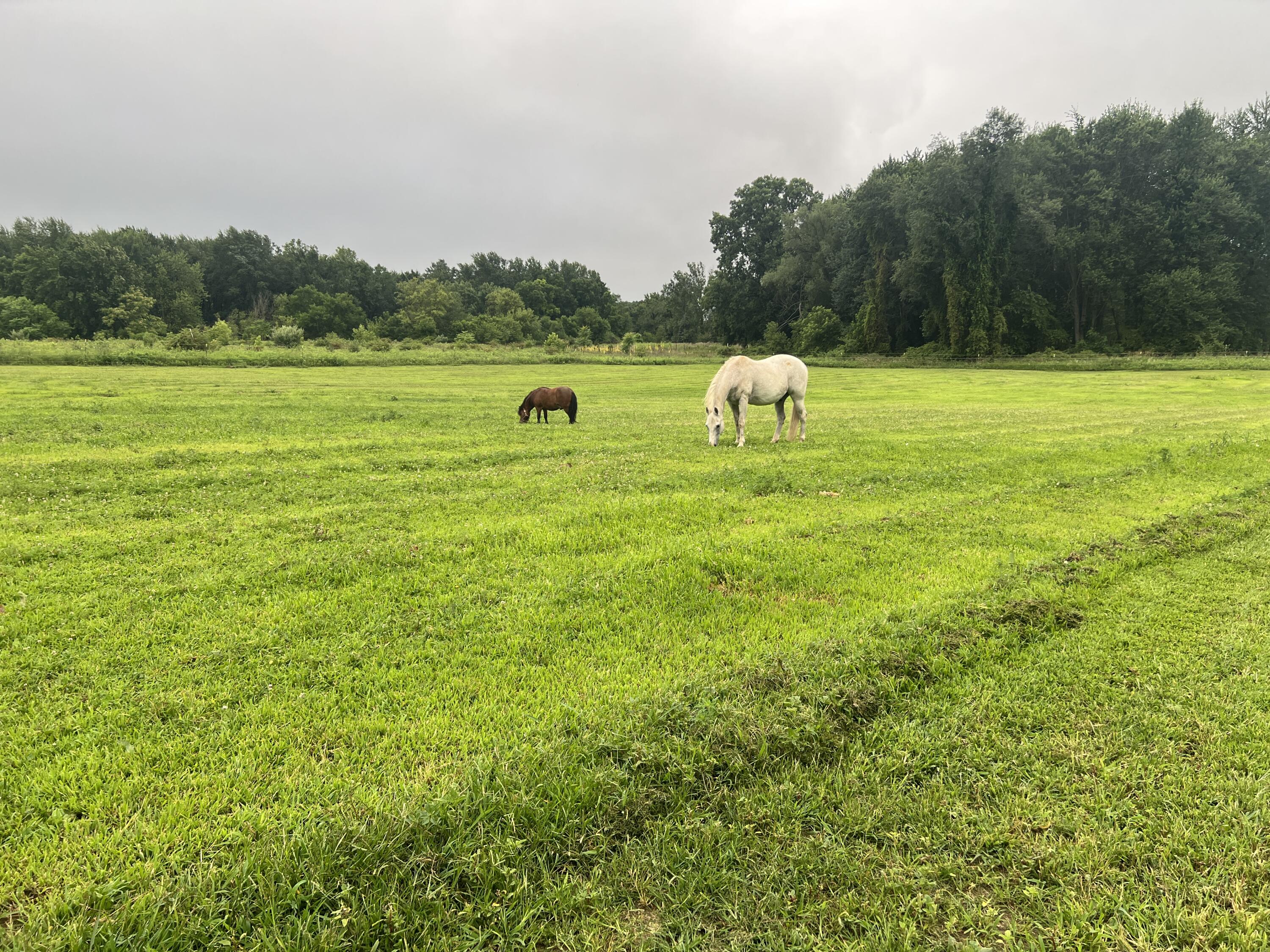 19250 Homer Road Marshall, MI 49068 - Photo 67 of 94 IMG_5240