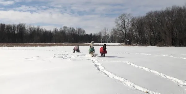 $525,000 | 19250 Homer Road, Marshall, MI 49068